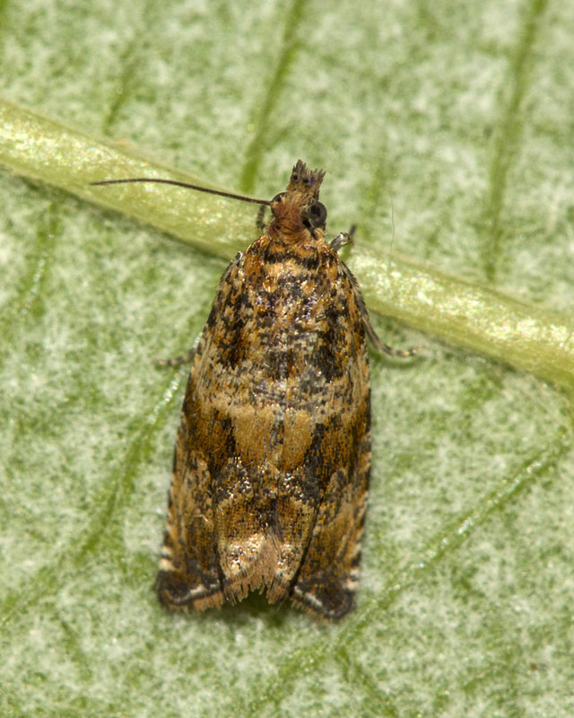 Tortricidae - Celypha cespitana